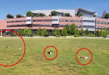 6 anak anjing 'menyerbu' kampus dengan kelucuan yang ganas!