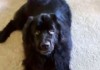 Sebastien Anjing Besar Yang Ngomel-ngomel Saat Gak Mau Diperintah