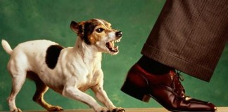 10 Hal Yang Bikin Orang Membenci Para Pemilik Anjing