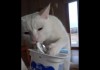 Non-chan kucing yang beretika, makan yogurt aja pake sendok