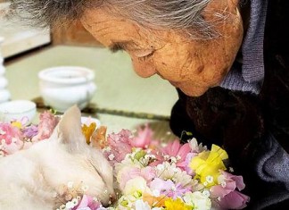 Kejujuran Ihara Miyoko akan akhir hidup kucing Fukumaru kesayangan sang nenek