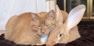 Kucing Dan Kelinci Ternyata Saling Sayang Dan Bisa Saling Tertukar Lho