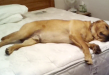 get-your-dog-off-the-bed